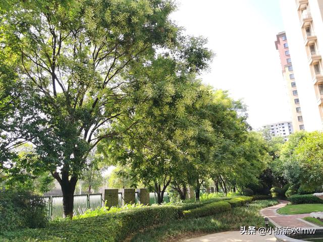 槐米茶怎样制作才效果好（亲手炒制槐米茶）