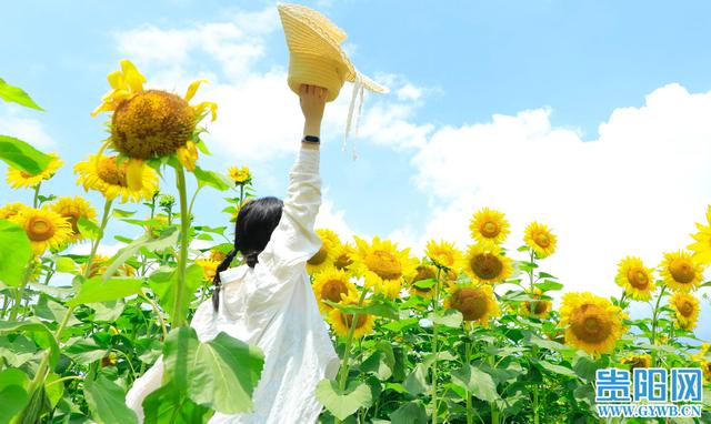 【图集】美翻了！观山湖这片向日葵花海免费开放