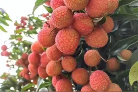 荔枝种植中采用优质高效栽培技术的思考图片