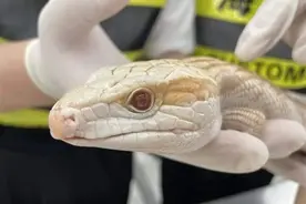 开了个动物园？女子入境被查：身上藏15条蛇、4条蜈蚣、1条蜥蜴图片