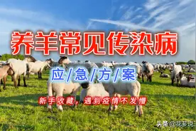 养羊人必看，9种养羊常见致命传染病的紧急处理方法，预防和治疗图片