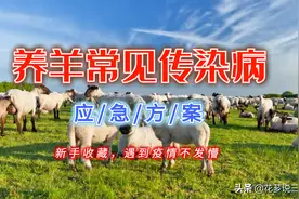 养羊人必看，9种养羊常见致命传染病的紧急处理方法，预防和治疗图片