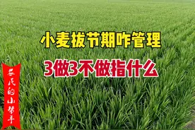 小麦拔节期咋管理？牢记“3做3不做”，苗旺秆壮穗多，小麦收成好图片