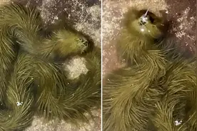 人间真龙现身东南亚？泰国沼泽发现绿毛蛇：浑身长满了长长的绿毛图片