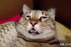 布偶猫咬死蓝猫还吃尸体？真相到底是什么图片