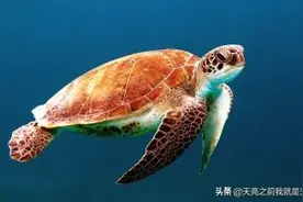 美国评价出的十大奢侈品你猜是什么？图片