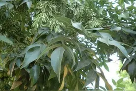 白蜡树，是白蜡虫的寄主植物图片