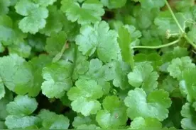 1分钟了解中草药 天胡荽sui图片