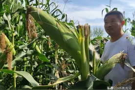 2023年如何种出高产玉米？3点种植措施，可有效降低灾害风险图片