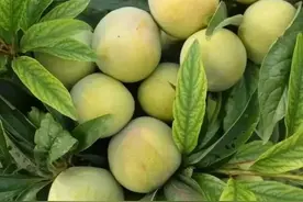 嘎嘣脆，蜜蜜甜！旺苍这里的脆蜜李熟了，周末采摘正当时图片