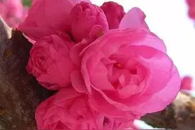 人闲难得，花开依旧图片