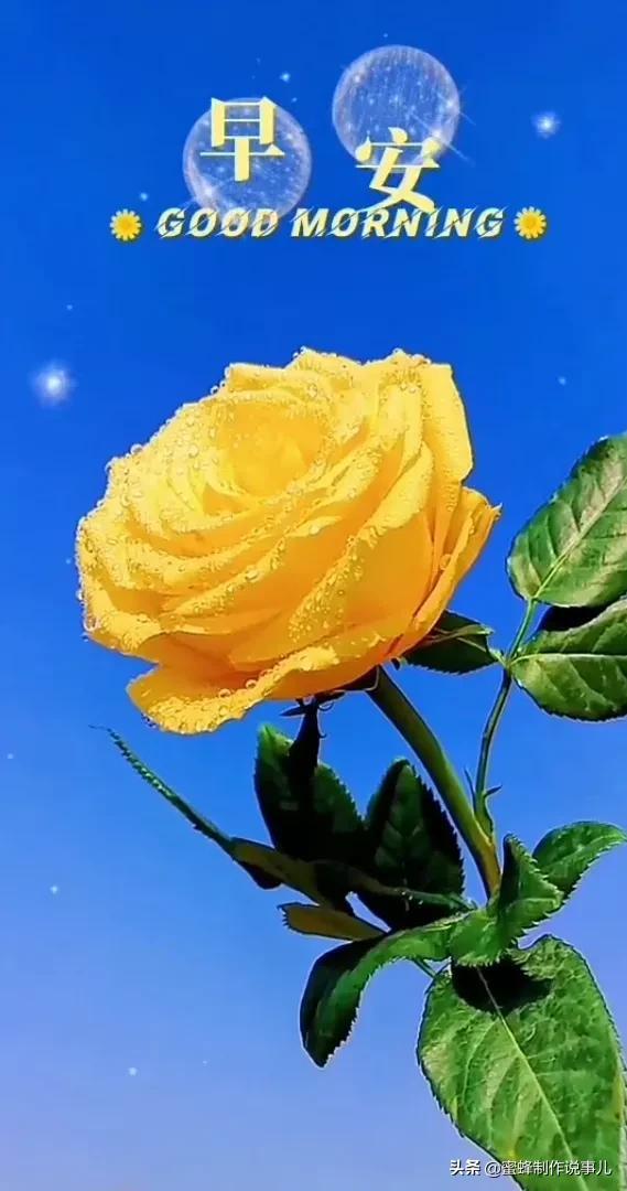 一束鲜花，醉蓝天