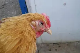 如何治疗鸡呼吸道病？图片