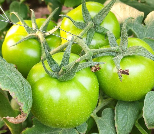 如何同时补充氨基酸、硼、钙三元素，提高蔬菜产量及品质？