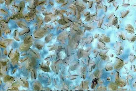 家庭小水体培养鱼虫（水蚤）基础知识图片