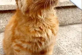 男子投喂三只腿流浪猫半个月，突然发现它消失了，却留下一张字条图片