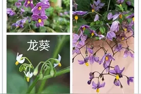 蜀羊泉 （青杞）图片