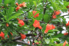 “富不富，门前树”，门前有这5种树，家里不兴旺也会富足图片