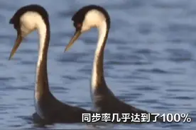 让人目瞪口呆的求偶仪式，过程复杂及严苛，难度系数1.0图片