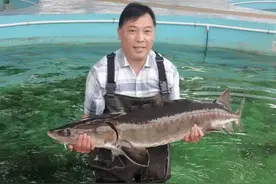 长江鲟天然水域自然产卵，万里长征的第一步?图片