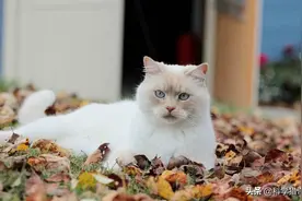 不只人类女性会来大姨妈，动物也会有，盘点那些会来大姨妈的动物图片