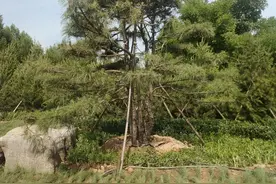 哄娃睡觉小故事图片