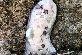 美国妹子在树上给“仙女”造房，为孩子打造梦幻世界，太有爱啦图片