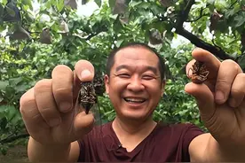 山东大叔种“金蝉”，年销售额6000多万元，带动1000多户村民致富图片