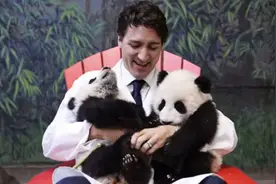 算上卡塔尔的，我国在外打工64只熊猫，如何每年赚回一艘航母？图片