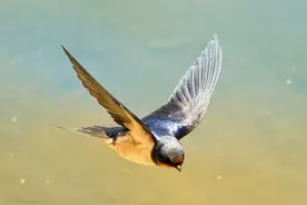 家燕为什么越来越少了？四大原因，拒绝捕食是上策图片