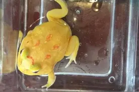 教你新手如何饲养角蛙，不知道的进来看看吧图片