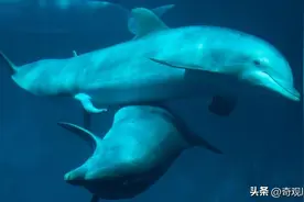 雄性动物生殖器进化太离谱！螺旋式、带刺的，鲨鱼竟然还有两根？图片