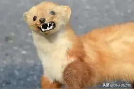 黄鼠狼不能乱抓？“黄大仙”又从何而来？它真的可以控制心智吗？图片