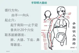 玫子科普：十二经脉，手阳明大肠经——人体淋巴系统的保护神图片