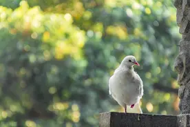 2022高考押题Ⅰ祈愿世界和平”发言稿《高举和平旗帜 携手团结共进图片