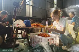 她从拥有200多家连锁店，到回乡开辣椒加工厂图片
