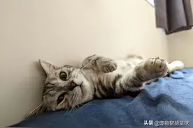 半夜点美食，馋嘴猫紧盯着盘子，盯到睡着，网赞好有自制力图片