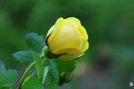 夏天治愈系文案短句图片