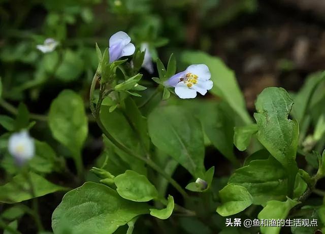 踏春必备“百草图”之三，身边那些有价值的野草，你能认识几种？