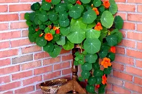 在家养盆旱金莲的养护，叶肥花美，一年四季开花不断图片