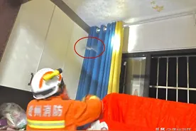 贵州黄平：居民家中闯入“外来入侵者”，快看蓝朋友如何“一招制蝠”图片