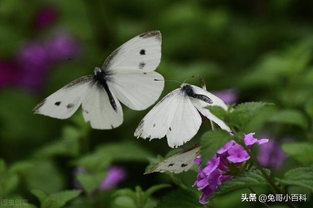 蝴蝶王国