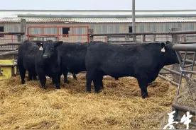 当种公牛运回到牧场时，工作并没有结束图片