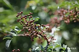 花椒 莫教姜桂独成功图片