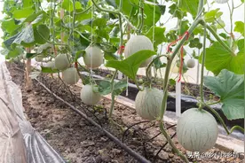 不管种植瓜果还是豆角，凡是结果作物，掌握三点，至少增产30％图片