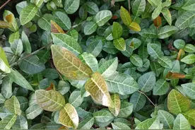 有1种“解毒草”，花开像风车，一开就是上千朵，村里墙壁上就有图片