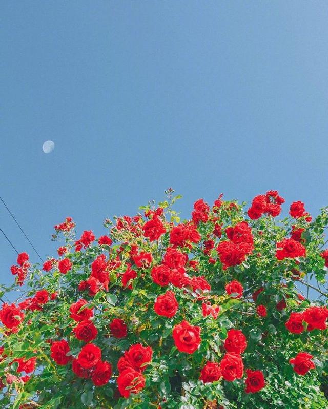 ��ѡ����Ȧ�����İ�����ϸˮ�������������˵��Զ��ֻ����ϧ