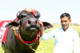 印度身价2100万的“神牛”，配一次种赚5万元，每天都要喝威士忌图片