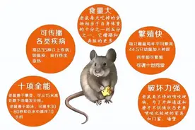为什么很多人发现，老鼠变得越来越少了？老鼠真的“隐退”了吗？图片