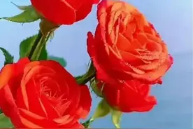 春暖花开，群芳争艳，一束鲜花，一份祝福图片